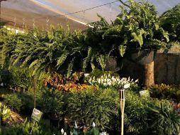 Para poder tener el vivero, se contempla un presupuesto de más de 41MDP. ARCHIVO  /