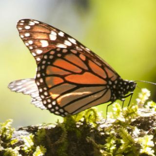 La mariposa monarca, aliada del desarrollo sostenible en México