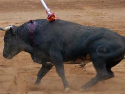 Cueva Sada señaló que cada año en las llamadas fiestas bravas mueren aproximadamente 250 mil toros en el mundo. ARCHIVO  /