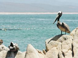 Los fines de semana los pobladores instalan el mercado en donde se practica el trueque. EL UNIVERSAL  /