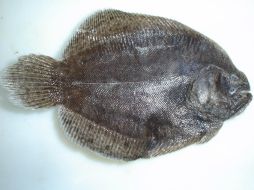 La temperatura del mar está relacionada con el metabolismo de los peces. ID  /