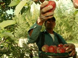 Los datos obtenidos han sido informados a los agricultores del estado. ID  /