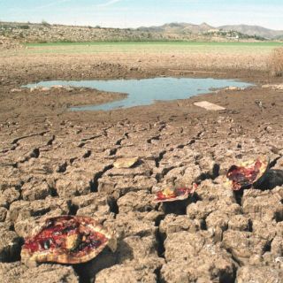 La CNC denuncia reducción de 40% en producción agrícola de México