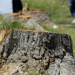 Constatan que los efectos de las talas pueden durar siglos en los bosques