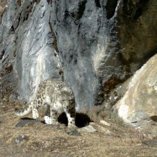 En busca del leopardo de las nieves en Bután