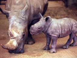 Han sido cazados 52 rinocerontes en estos primeros 43 días del año. ARCHIVO  /