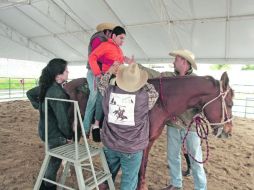La sesiones de equinoterapia no se hicieron esperar.  /