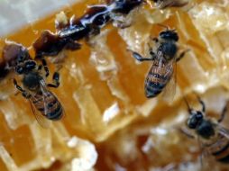 Jalisco habitualmente produce 5 mil toneladas de miel en su sector apícola. ARCHIVO  /