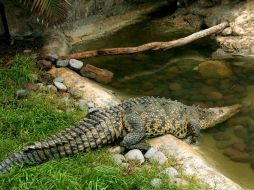 El cocodrilo 'Chuy', que fue rescatado de una casa en Tlaquepaque, llegó hoy al herpetario del Zoológico Guadalajara.  /