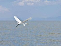 Desde agosto del año pasado a la fecha, el Lago de Chapala ha perdido 66 centímetros, aunque recuperó dos con las lluvias recientes.  /