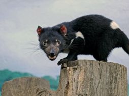 Investigaciones sobre el demonio de Tasmania podrían acarrear beneficios a la salud del hombre. ARCHIVO  /