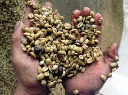 El producto que más certifica la firma en México es el café orgánico.  /