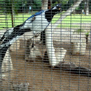 Crean banco genético de aves en riesgo de extinción