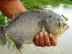 Pese a que la palometa es un pez carnívoro de la familia de las pirañas, no acostumbra atacar a los humanos. ESPECIAL  /