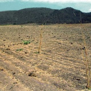 Pérdidas por sequía ascienden a 12 mil millones de pesos