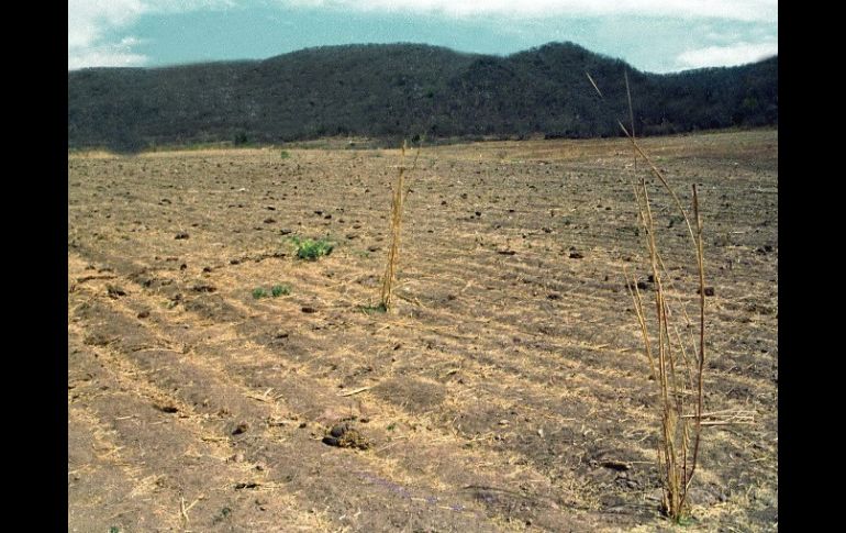 'Son 12 mil millones de pesos, de cosas que se dejaron de producir ', comentó el titular de la Sagarpa. ARCHIVO  /