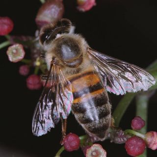 La jalea real contra la menopausia