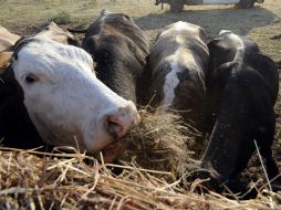 Se transmite del ganado a los humanos. ARCHIVO  /