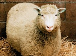 Un avance de la ciencia y una polémica de la moral. ARCHIVO  /