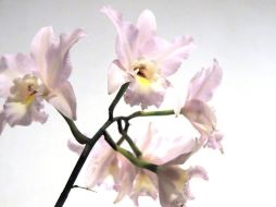 Se estima que en Costa Rica hay unas mil 500 especies diferentes de orquídeas. ARCHIVO  /