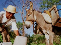 El hombre se negó a conducir el animal hasta una unidad policial de la zona rural de Caloto. ARCHIVO  /