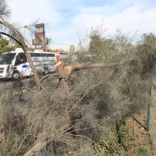 Para la próxima semana, reforestación en Carretera a Chapala