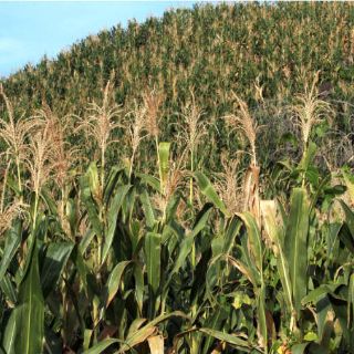 Enfermedades de cultivos serían eliminadas con bacterias y hongos