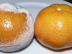 El cítrico debe ser asperjado o bañado con el dióxido de cloro.  ID  /