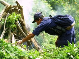 Un oficial destruye un plantío de mariguana quemando las plantas. ARCHIVO  /