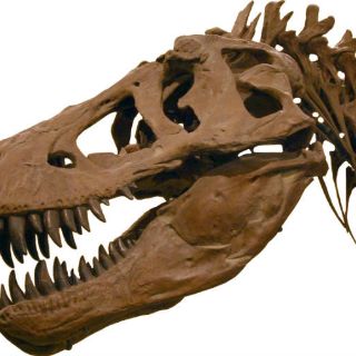 El tiranosaurio rex, el animal con el mordisco más potente