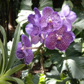Festival de orquídeas de Miami celebra aniversario con diez mil de estas plantas