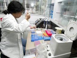 Según el estudio, un componente del virus, la glicoproteína G es capaz de potencializar la función de las quimioquinas. ARCHIVO  /