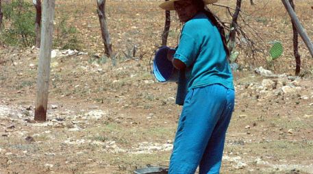 La Sagarpa cuenta con bolsa de subsidios que suponen abatir entre 30 y 50 por ciento del costo de proyectos. ARCHIVO  /
