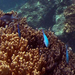 Las crías de coral crean clones genéticos para reproducirse, según estudio