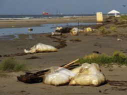 Foto tomada en julio de 2010, en ella se observa la contaminación de las costas tras el derrame de crudo en el Golfo de México. ARCHIVO  /