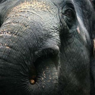 Soldados frenan la caza furtiva de elefantes en Camerún