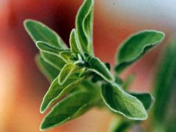 El aceite producido con esta planta se cotiza en 200 dólares actualmente. ARCHIVO  /