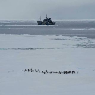 Ecologistas frenan caza de ballenas en Antártida