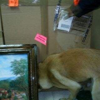 Policía Federal asegura 35 kilos mariguana en paquetería