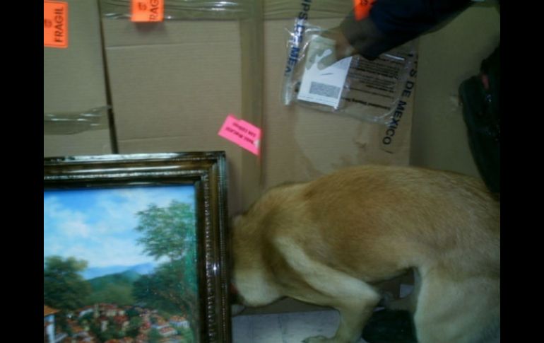 La droga quedó a disposición del fiscal Federal, quien continúa con la integración de la averiguación previa. ESPECIAL  /