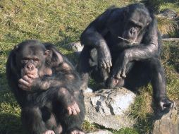 Los chimpancés Digit y Cess, machos dominantes del zoo suizo de Gossau. EFE  /