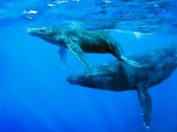 México mantiene una política de preservación de estos santuarios y desarrolla acciones de protección a la ballena. ESPECIAL  /