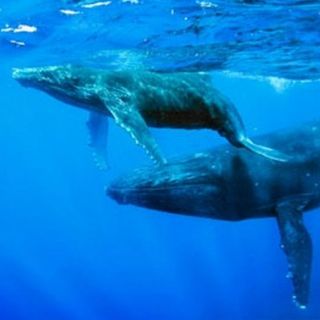 Más de tres mil 550 ballenatos nacieron en aguas mexicanas en los últimos cinco años