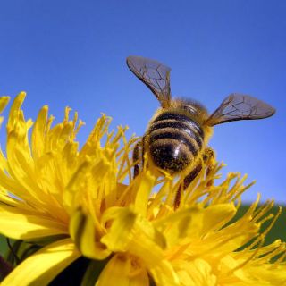 Las abejas también tienen personalidad