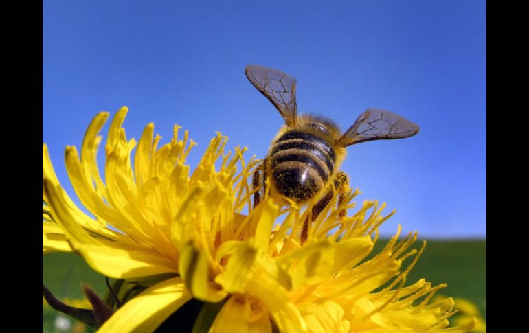 El 25 por ciento de las abejas que buscan alimentos se dedica a encontrar nuevas fuentes, son las exploradoras del alimento.  /