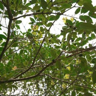 Descubren un nuevo mecanismo del reloj biológico de las plantas