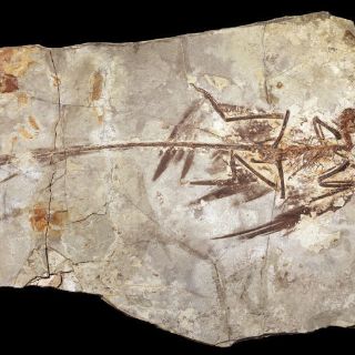 Un dinosaurio seducía con plumas iridiscentes hace 130 millones de años