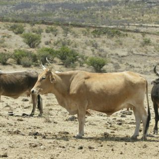 Viene ''lo más duro de la sequía'', aseguran ganaderos
