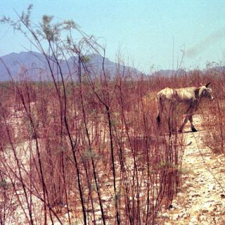 Ganaderos esperan lo peor de la sequía