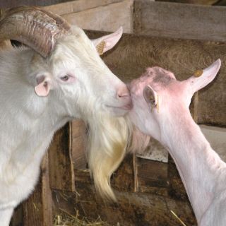 ''Efecto macho'' para reproducir cabras